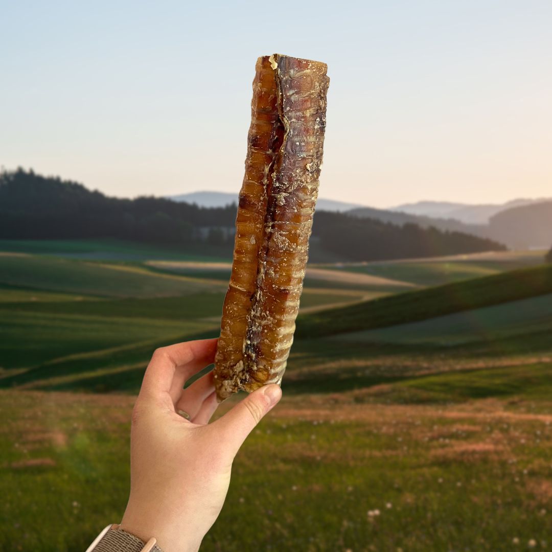 Beef Trachea 24cm Natural Dog Treat