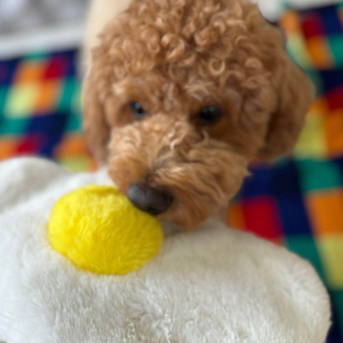 Fried Egg Plush Dog Toy