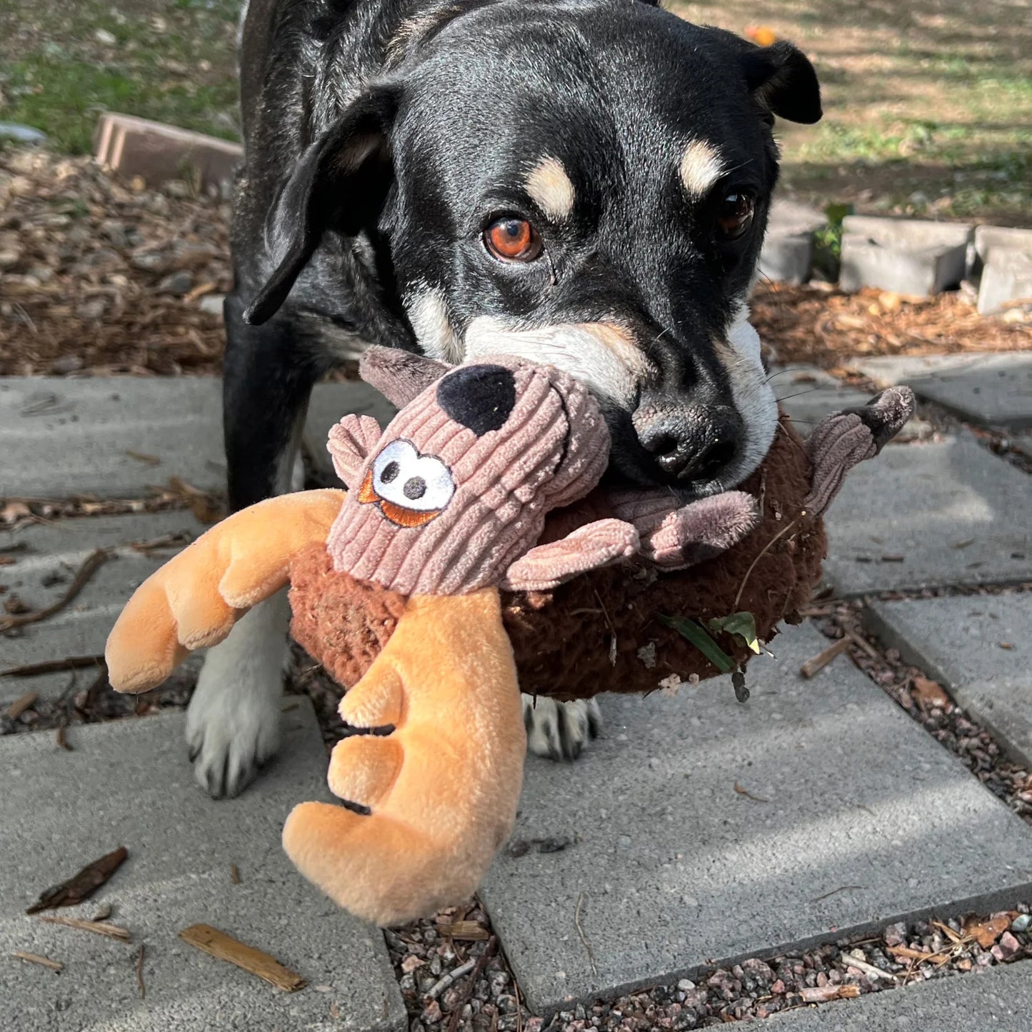 Kong Moose Dog Toy Large